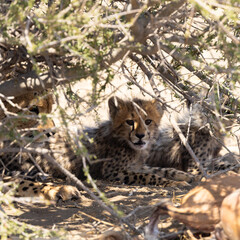 cheetah cubs  seeking shade with mom