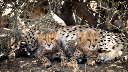 cheetah cubs  seeking shade with mom