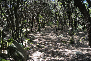 I boschi del Monte Limbara