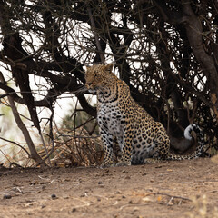 a leopardess in the wild