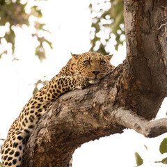 a leopard female lying flat on a big branch