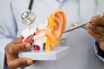 Asian doctor holding human ear model to learn and treat hearing loss in patient.