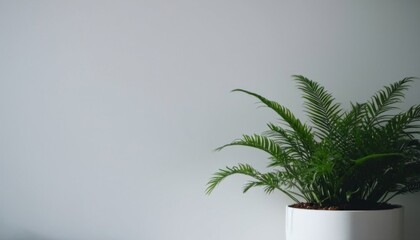 Obraz premium Plant on a white wall, light surface for mockup and text. ai