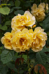 Rose Golden Gate, the most robust yellow climbing rose. Exquisite varieties of roses in the rose garden