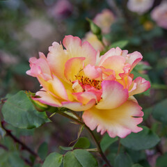 Climbing rose Parure d'or. Decorative schrub