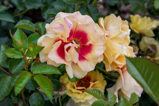 Rose Orienta Aylin. The very beautiful yellow rose has a striking red basal pattern