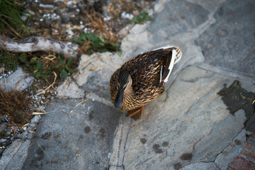 a duck on gray granite tile