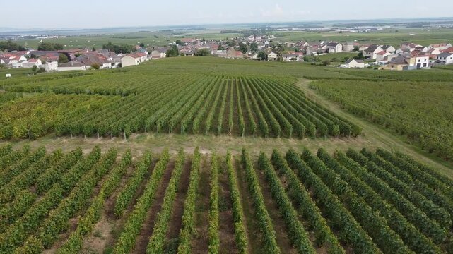 Aerial video, panoramic view of rows of green vineyards on slopes of Champagne region during grape harvest, champagne sparkling wine making in France along Marne River, premier and grand cru vineyards