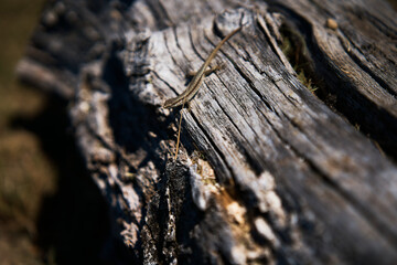a lizard on a dry tree trunk in harsh light