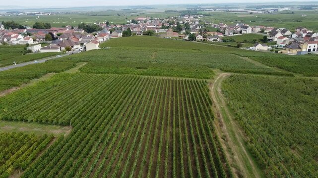 Aerial video, panoramic view of rows of green vineyards on slopes of Champagne region during grape harvest, champagne sparkling wine making in France along Marne River, premier and grand cru vineyards