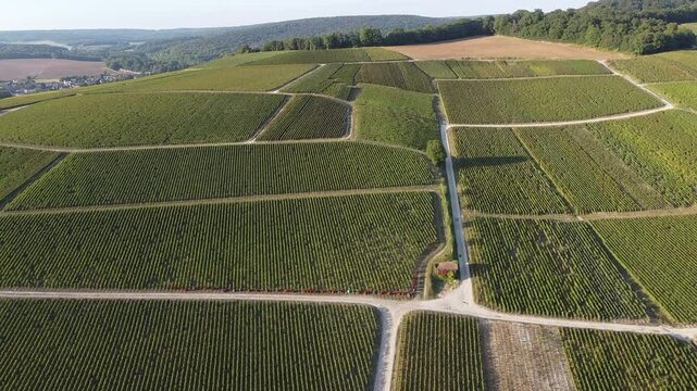 Aerial video, panoramic view of rows of green vineyards on slopes of Champagne region during grape harvest, champagne sparkling wine making in France along Marne River, premier and grand cru vineyards