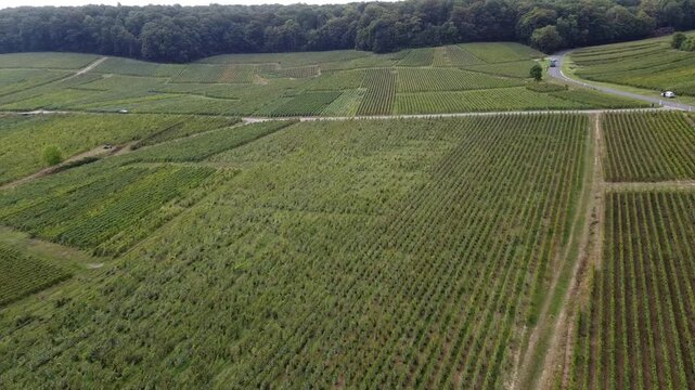 Aerial video, panoramic view of rows of green vineyards on slopes of Champagne region during grape harvest, champagne sparkling wine making in France along Marne River, premier and grand cru vineyards