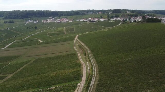Aerial video, panoramic view of rows of green vineyards on slopes of Champagne region during grape harvest, champagne sparkling wine making in France along Marne River, premier and grand cru vineyards