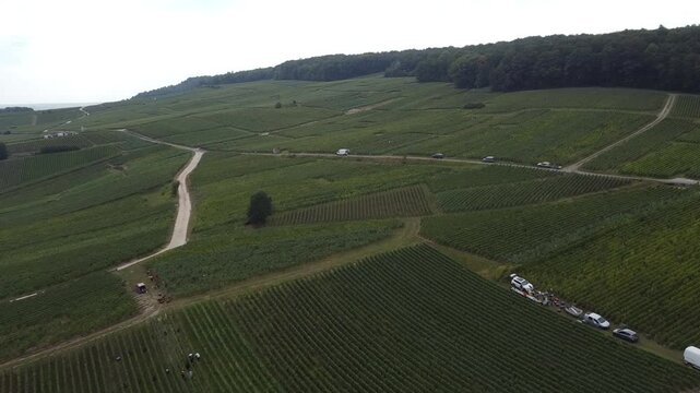 Aerial video, panoramic view of rows of green vineyards on slopes of Champagne region during grape harvest, champagne sparkling wine making in France along Marne River, premier and grand cru vineyards