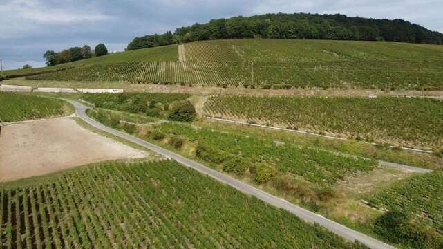 Aerial video, panoramic view of rows of green vineyards on slopes of Champagne region during grape harvest, champagne sparkling wine making in France along Marne River, premier and grand cru vineyards
