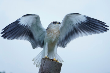 Black-winged kite (Elanus caeruleus) in the afternoon flapping its wings while perching on a wooden pole