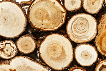 Round Slices of timber wood with juniper tree rings as natural geometric pattern, abstract nature background. Natural wooden organic textures and shapes, monochrome brown gradient color, earthy color