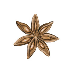 One brown star clove cinnamon isolated on white background. Watercolor hand drawn illustration
