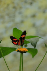 Macrophotographie d'un papillon orange et noir