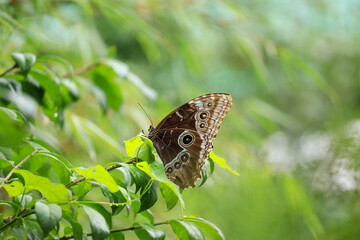 Macrophotographie d'un papillon morpho bleu