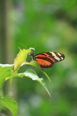 Macrophotographie d'un papillon orange et noir