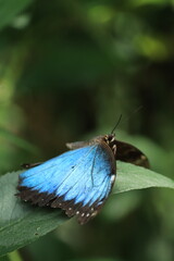 Macrophotographie d'un papillon morpho bleu