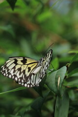 Macrophotogrpahie d'un papillon blanc et noir