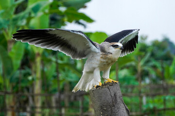 Black-winged kite (Elanus caeruleus) in the afternoon flapping its wings while perching on a wooden pole