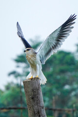 Black-winged kite (Elanus caeruleus) in the afternoon flapping its wings while perching on a wooden pole
