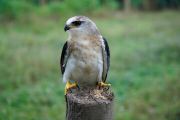 Black-winged kite (Elanus caeruleus) in the afternoon flapping its wings while perching on a wooden pole