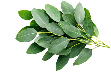 Naklejka premium A bunch of fresh eucalyptus leaves, isolated on a transparent background, PNG file.