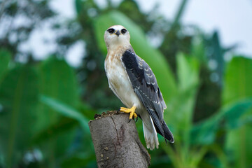 Black-winged kite (Elanus caeruleus) in the afternoon flapping its wings while perching on a wooden pole