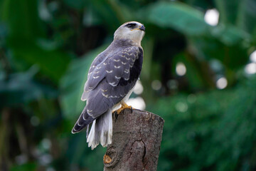 Black-winged kite (Elanus caeruleus) in the afternoon flapping its wings while perching on a wooden pole