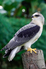 Black-winged kite (Elanus caeruleus) in the afternoon flapping its wings while perching on a wooden pole