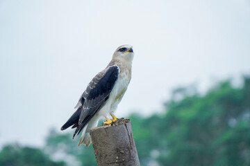 Black-winged kite (Elanus caeruleus) in the afternoon flapping its wings while perching on a wooden pole