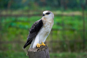 Black-winged kite (Elanus caeruleus) in the afternoon flapping its wings while perching on a wooden pole