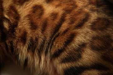 Close-up of bengal cat Fur Texture. blurred foreground.