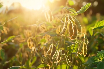 Fototapeta premium Soybean field with dew drops in the morning light.
