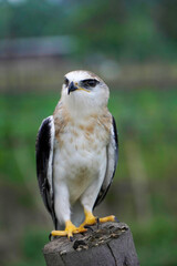 Black-winged kite (Elanus caeruleus) in the afternoon flapping its wings while perching on a wooden pole