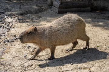 Capybara (Hydrochoerus hydrochaeris) is the largest rodent in the world.