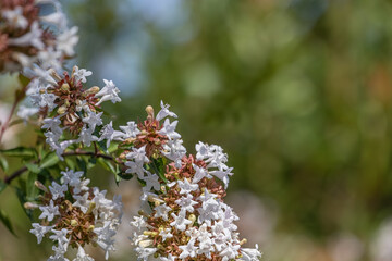 Abelia (AbeliaGrandiflora) blooms throughout the autumn and summer months and can grow up to 1 meter.