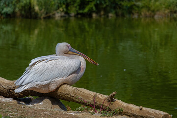 Pelican, Pelecanus philippensis. Izmir Wildlife Park, Türkiye.