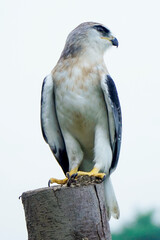 Black-winged kite (Elanus caeruleus) in the afternoon flapping its wings while perching on a wooden pole 