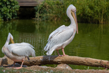 Pelican, Pelecanus philippensis. Izmir Wildlife Park, Türkiye.