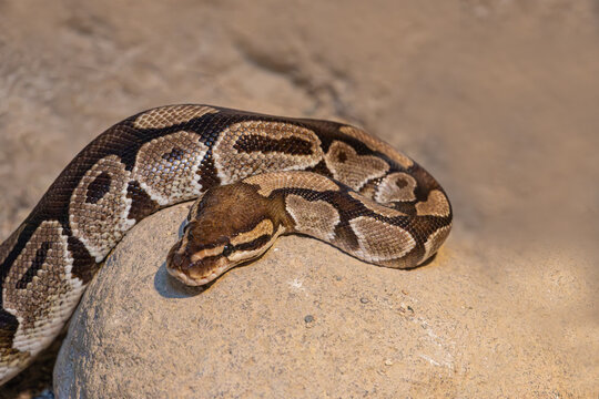 Ular Retic or Reticulated pythons or reticulated pythons or also called northeast pythons are a type of snake from the Pythonidae tribe that is large and has the longest body size among other snakes.