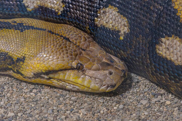 The reticulated python is a large snake species from the Pythonidae family, native to Southeast Asia. Natural habitat, Izmir, Türkiye.