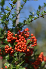 Obraz premium Rowan branch in the forest