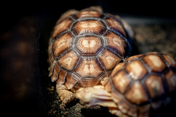 reptiles, tropical animals, turtle close up, turtle with a strong shell, old turtle crawling out of the water, turtle looking around, turtle shell, nature, ecology