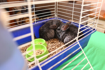 People care for and play with chinchillas.