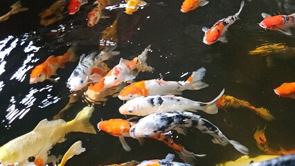 Top view of colorful Koi fish or Japanese Koi carp swimming freely in the healthy pond. Zoom from top to close.